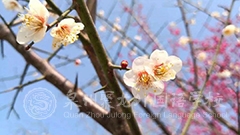 春暖花開，聚龍等你歸來！