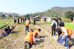 勞動教育落地生根 綜合實踐花開校園